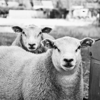 Jean-Luc Detal - Le regard des moutons