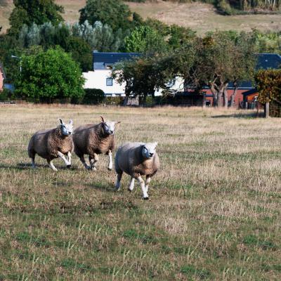 Jean-Luc Detal - Ils courent, les moutons !