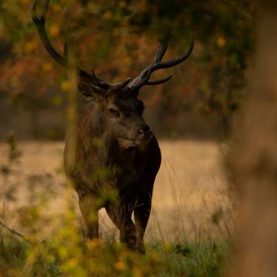 Flohimond Corbeel - Photographie animalière