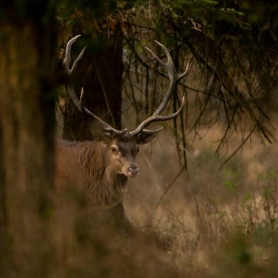 Flohimond Corbeel - Photographie animalière