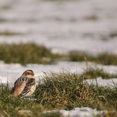 Flohimond Corbeel - Photographie animalière