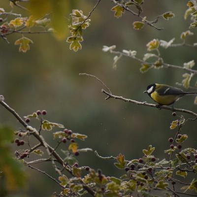 Flohimond Corbeel - Photographie animalière