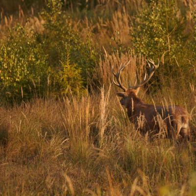 Flohimond Corbeel - Photographie animalière