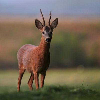 Flohimond Corbeel - Photographie animalière
