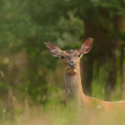 Flohimond Corbeel - Photographie animalière