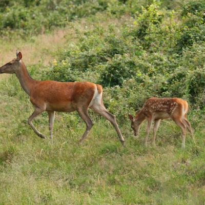Flohimond Corbeel - Photographie animalière