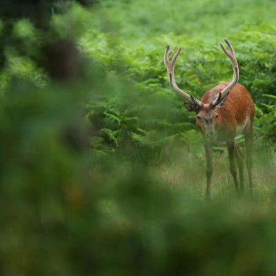 Flohimond Corbeel - Photographie animalière