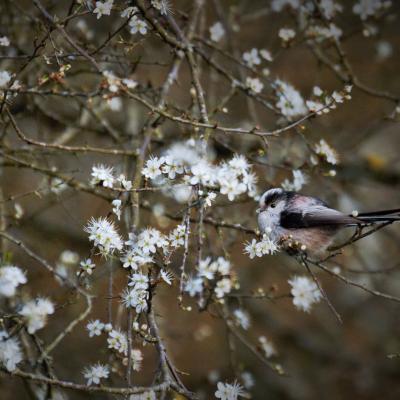 Flohimond Corbeel - Photographie animalière