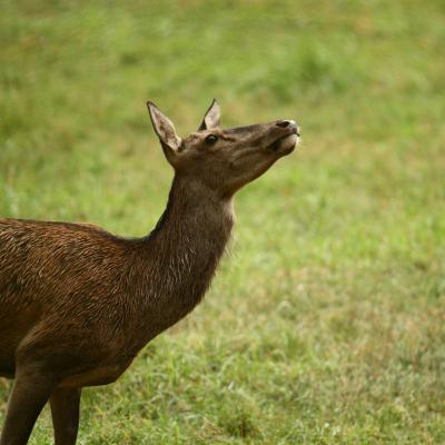 Flohimond Corbeel - Photographie animalière