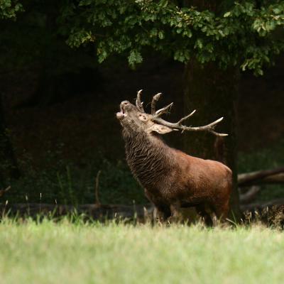 Flohimond Corbeel - Photographie animalière