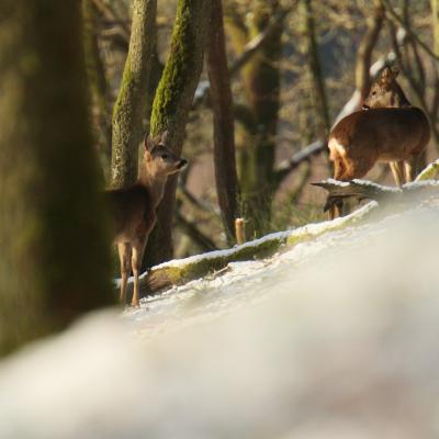 Flohimond Corbeel - Photographie animalière