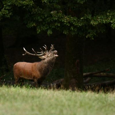 Flohimond Corbeel - Photographie animalière