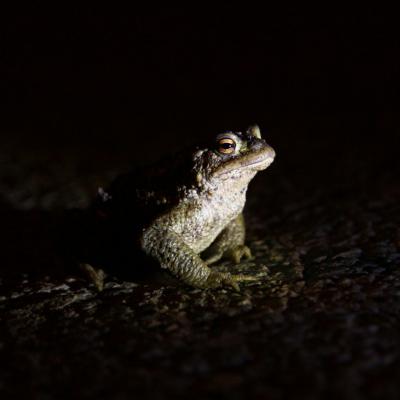 Flohimond Corbeel - Photographie animalière