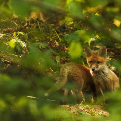 Flohimond Corbeel - Photographie animalière