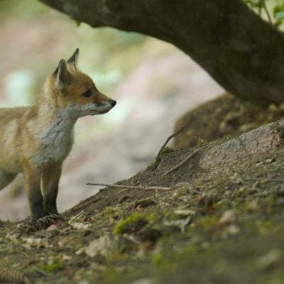 Flohimond Corbeel - Photographie animalière