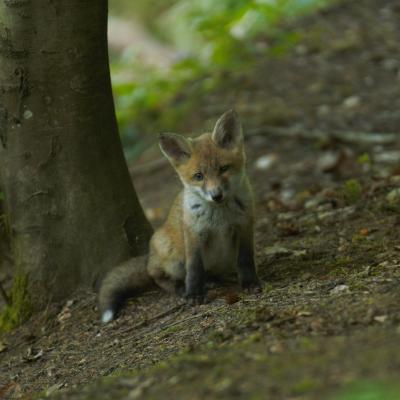 Flohimond Corbeel - Photographie animalière