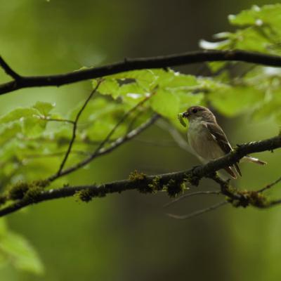 Flohimond Corbeel - Photographie animalière