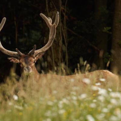 Flohimond Corbeel - Photographie animalière