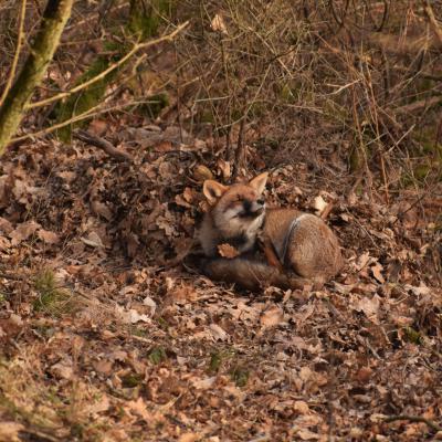 Flohimond Corbeel - Photographie animalière