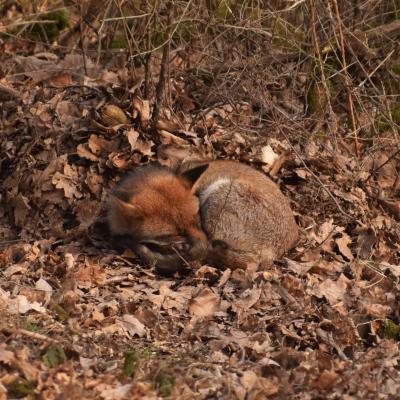 Flohimond Corbeel - Photographie animalière
