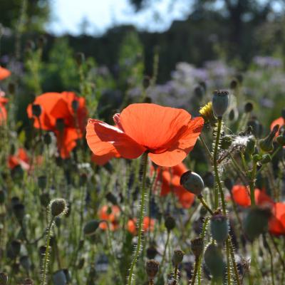 Serge Peereboom - Coquelicots