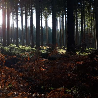 Fabienne Corbeel-Laurent, CapRando : la Forêt