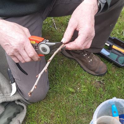 Tony Maka - 3. Tailler et laisser 3 bourgeons
