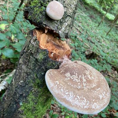 Dans les bois de Chanly : poussez sur le bouton 