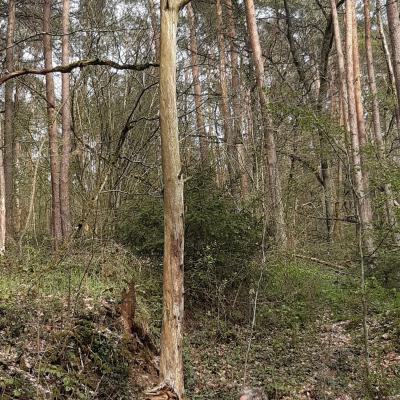 Un arbre en lévitation ! Photo Dominique Deprez, 2021-05-01