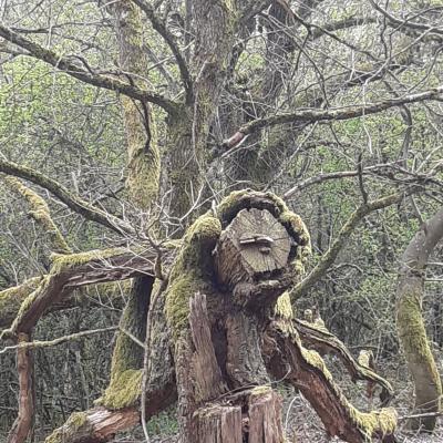 Boîtes aux lettres de dame Forêt ! Photo Dominique Deprez, 2021-05-01