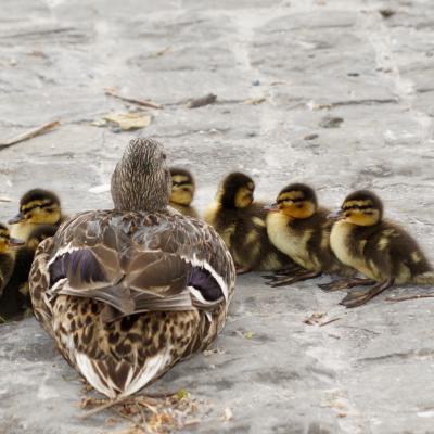 Thierry Martin - Canards